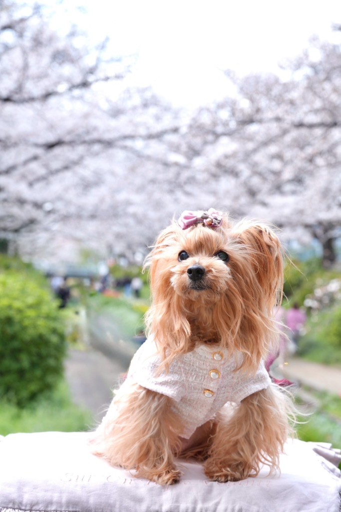 もかちゃん