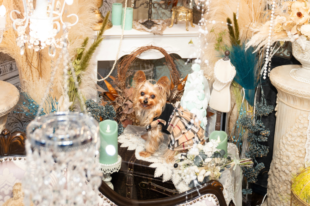 ヨーキーフェス公式サイト