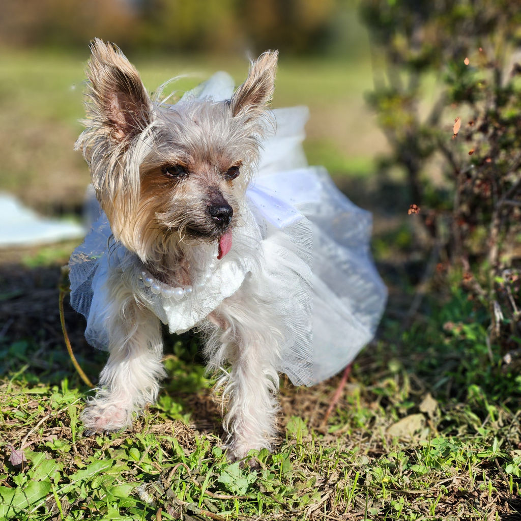 ひまわりちゃん