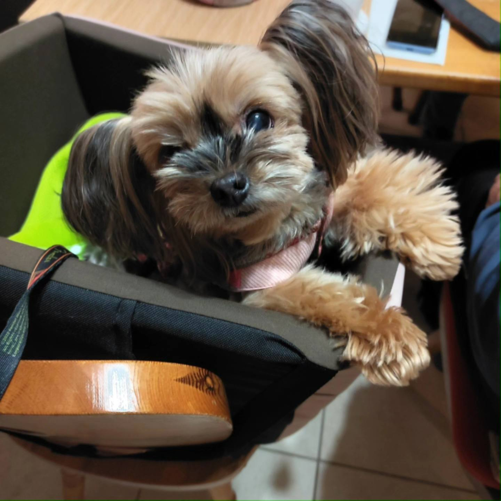 ネフェルちゃん