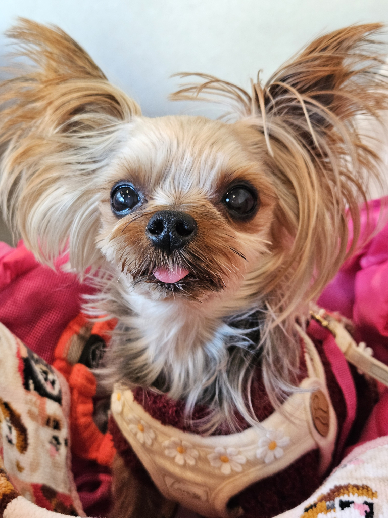 ミネットちゃん