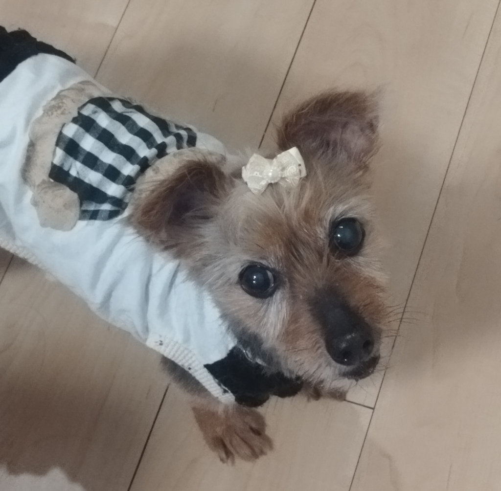 プリンちゃん