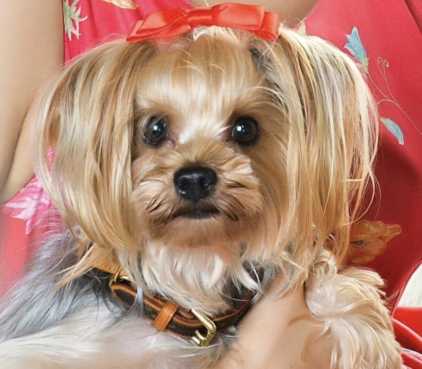 Prince Mocha of Rose Hayakawaくん