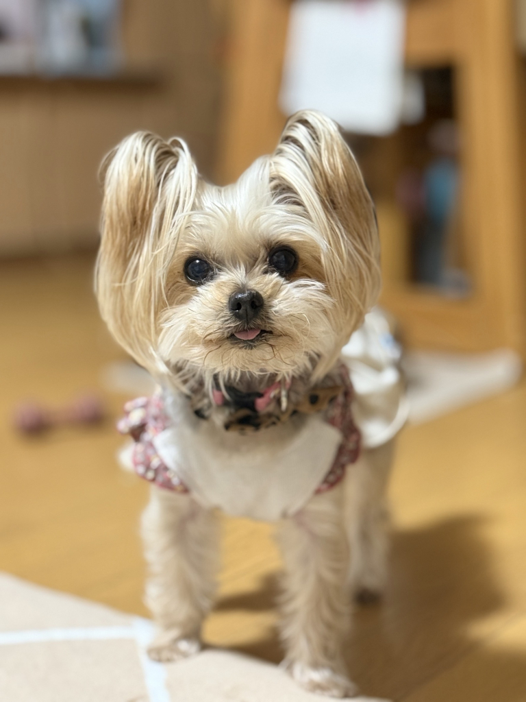 姫子ちゃん
