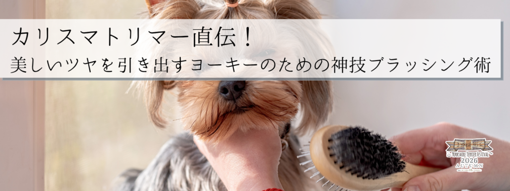 カリスマトリマー直伝!美しいツヤを引き出すヨーキーのための神技ブラッシング術